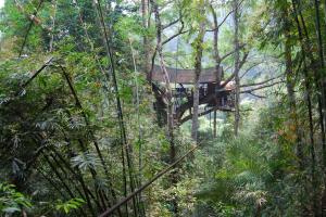 Gibbon Experience (32)