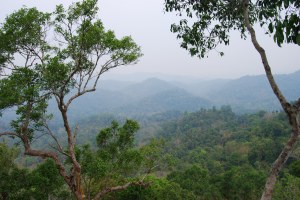 Gibbon Experience (34)