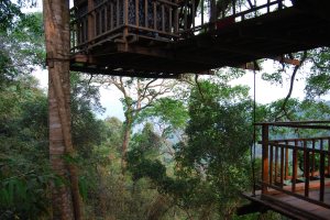 Gibbon Experience (36)