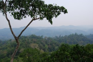 Gibbon Experience (38)