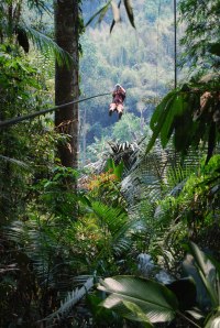 Gibbon Experience (46)