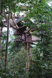 Gibbon Experience (48)