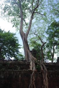 Angkor Wat (40)
