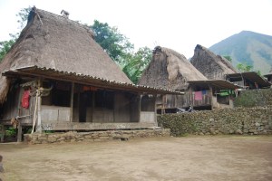 Flores Bajawa (7)