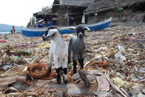 Indonesia Flores (5)