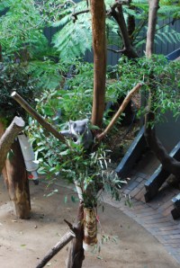 Sydney Zoo (27)