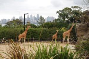 Sydney Zoo (8)