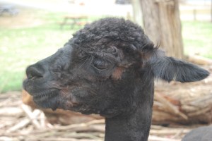 Black Alpaca (2)
