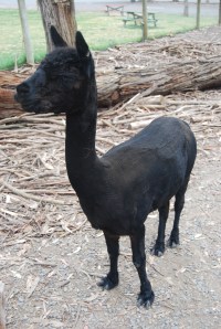 Black Alpaca (3)