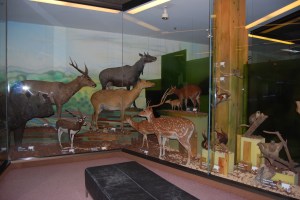South Australian Museum (2)