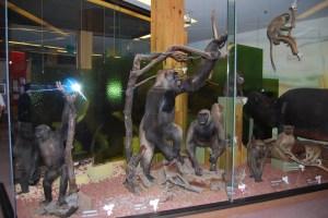 South Australian Museum (4)