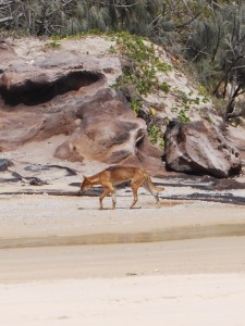 Dingo (2)