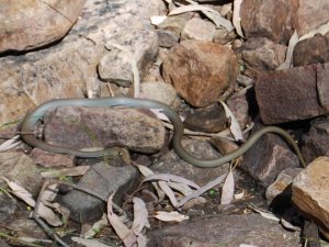 Flinders Ranges Brown Snake