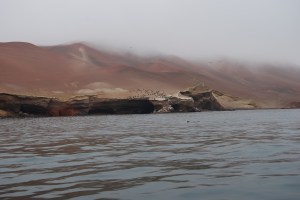 Islas Ballestas (11)