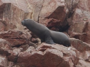 Islas Ballestas (3)