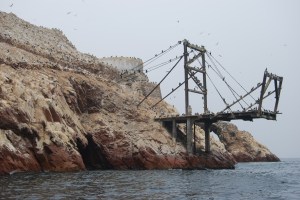 Islas Ballestas (36)