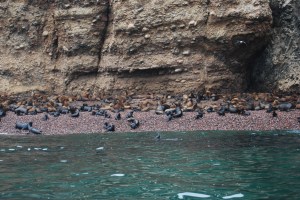 Islas Ballestas (52)