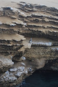 Paracas Reserva Nacional (40)